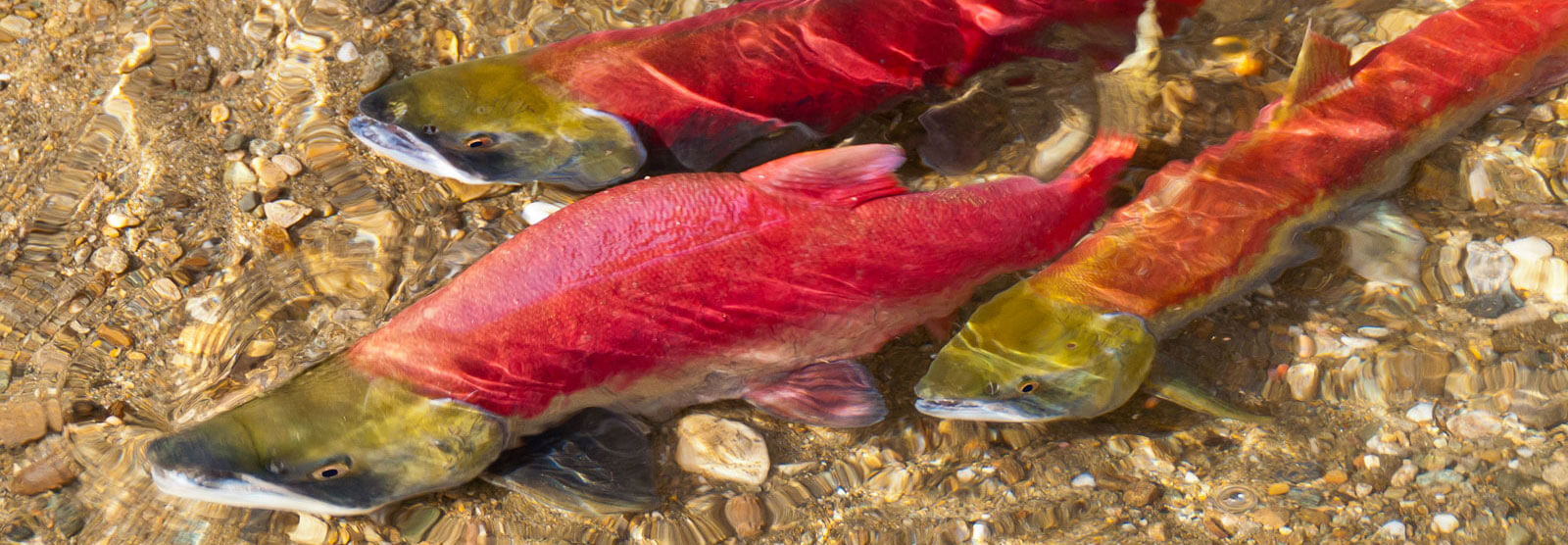 Spawning Red Salmon